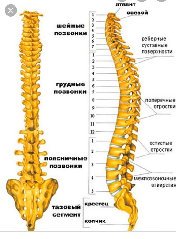 Какой буквой обозначен на рисунке поясничный отдел позвоночника