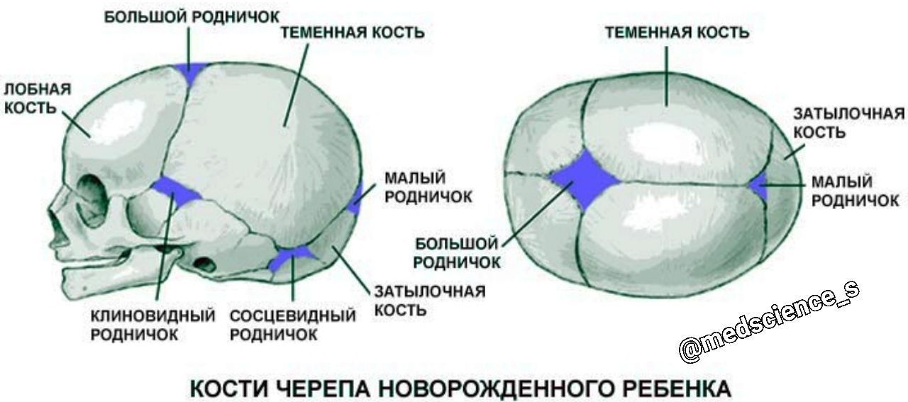 Как формируется череп новорожденного фото "МнемоМед" - @mnemomed Telegram-kanali - TGStat